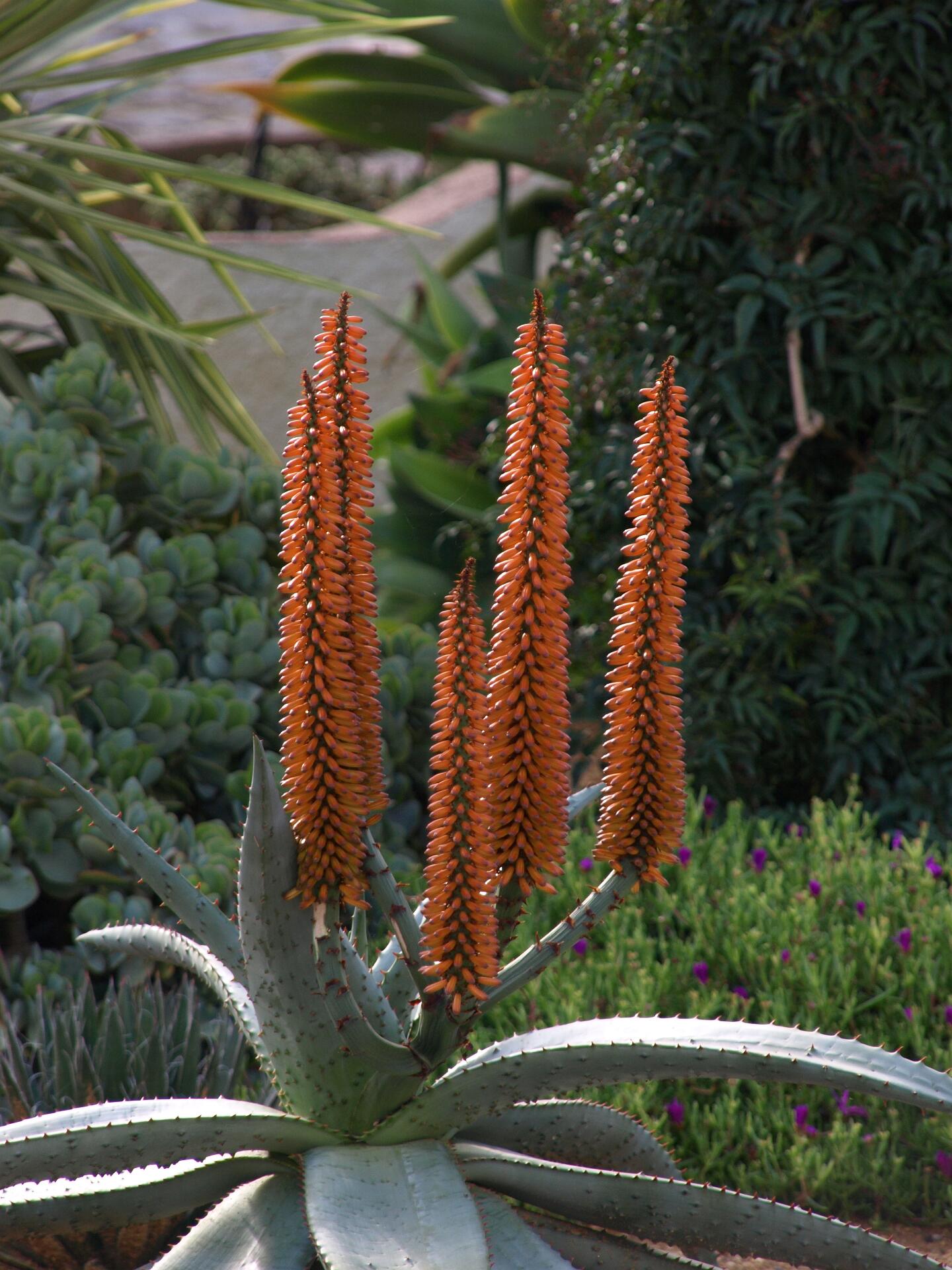 PR1 Corte Antonio Martins boven VN de Cacela